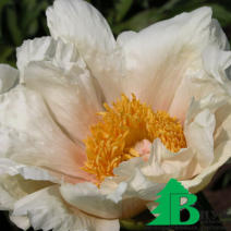 Пион молочноцветковый "Клер де Люн" (Paeonia lactiflora Claire de Lune)