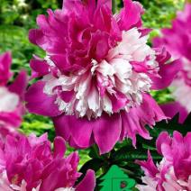 Пион молочноцветковый "Селебрити" (Paeonia lactiflora Celebrity)