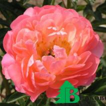 Пион молочноцветковый "Корал Сансет" (Paeonia Lactiflora Coral Sunset)