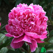 Пион молочноцветковый "Александр Флеминг" (Paeonia lactiflora Dr. Alexander Fleming)