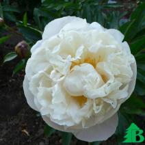 Пион молочноцветковый "Гардения" (Paeonia lactiflora Gardenia)