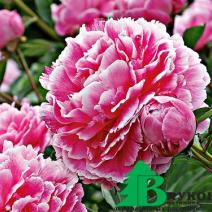 Пион молочноцветковый "Кёнингин Вильгельмина" (Paeonia lactiflora Koningin Wilhelmina)