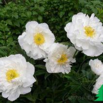 Пион молочноцветковый "Мисс Америка" (Paeonia lactiflora Miss America)