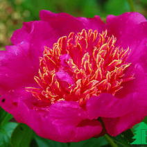 Пион молочноцветковый "Неон" (Paeonia lactiflora Neon)