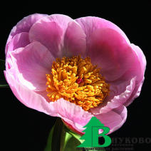 Пион молочноцветковый "Нимфа" (Paeonia lactiflora Nymphe)