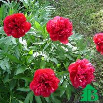 Пион "Рубра Плена" (Paeonia officinalis Rubra Plena)