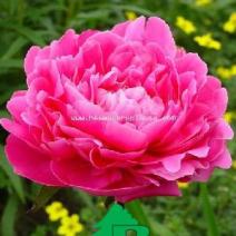 Пион молочноцветковый "Пинк Суприм" (Paeonia lactiflora Pink Supreme)