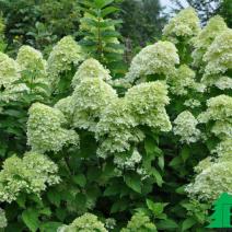 Гортензия метельчатая "Лаймлайт" (Hydrangea paniculata Limelight)