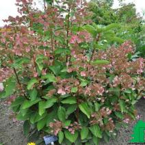 Гортензия метельчатая "Дарума" (Hydrangea paniculata Dharuma)