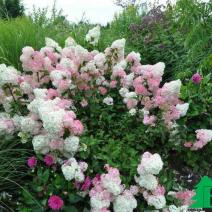 Гортензия метельчатая "Ренхи" Ванилле Фрейс (Hydrangea paniculata " Renhy" VANILLE FRAISE)