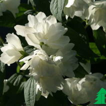 Чубушник "Сноубелл" (Philadelphus Snowbelle)