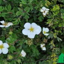 Лапчатка кустарниковая "Абботсвуд" (Potentilla fruticosa Abbotswood)