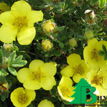 Лапчатка кустарниковая "Элизабет" (Potentilla fruticosa Arbuscula ('Elizabeth'))