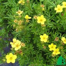 Лапчатка кустарниковая "Фридхем" (Potentilla fruticosa Fredhem)