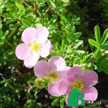 Лапчатка кустарниковая "Принцесс" ("Пинк Куин") - Potentilla fruticosa Princess ('Pink  Queen)