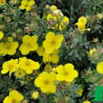 Лапчатка кустарниковая "Соммерфлор" (Potentilla fruticosa Sommerflor)