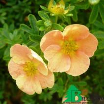 Лапчатка кустарниковая "Танжерин" (Potentilla fruticosa Tangerine)