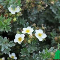 Лапчатка кустарниковая "Тилфорд Крим" (Potentilla fruticosa Tilford Cream)