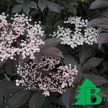 Бузина чёрная "Пурпурея" ("Гуинчо Пепл") (Sambucus nigra Purpurea (Guincho  Purple))