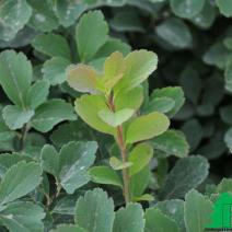 Спирея березолистная (Spiraea betulifolia)