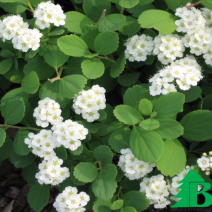 Спирея березолистная "Тор" (Spiraea betulifolia Tor)