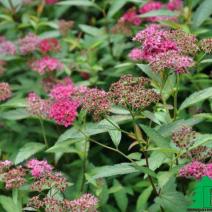 Спирея японская "Дартс Ред" (Spiraea japonica Darts Red)