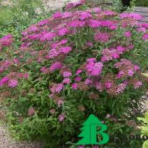 Спирея японская "Фроебели" (Spiraea japonica Froebelii)