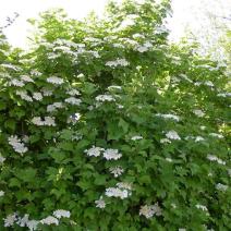 Калина обыкновенная (Viburnum opulus)