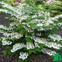 Калина складчатая "Каскад" (Viburnum plicatum Cascade)