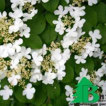 Калина складчатая "Ланарт" (Viburnum plicatum Lanarth)