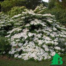 Калина складчатая "St Keverne" (Viburnum plicatum St. Keverne)