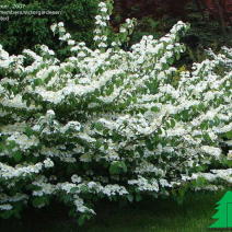 Калина складчатая "Томентозум" (Viburnum plicatum Tomentosum)