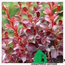 Барбарис Тунберга "Atropurpurea Darts Purple" (Berberis thunbergii Atrop. Darts Purple)