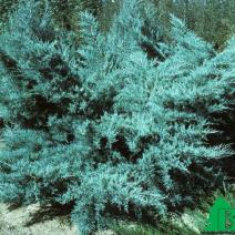 Можжевельник средний "Пфитцериана Глаука" (Juniperus x pfitzeriana Pfitzeriana Glauca)