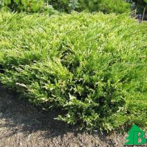 Можжевельник горизонтальный "Андорра Вариегата" (Juniperus horizontalis Andorra Variegata)