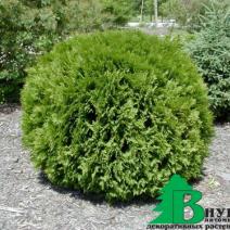 Туя западная Вудварди  (Thuja occidentalis Woodwardii)