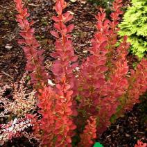 Барбарис тунберга "Ред Рокет" (Berberis thunbergii Red Rocket)