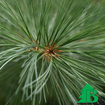 Сосна Веймутова, или белая восточная (Pinus strobus) 