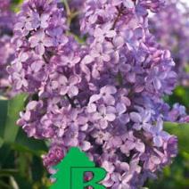 Сирень обыкновенная "Аметист" (Syringa Vulgaris Amethyst)