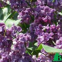 Сирень обыкновенная "Кардинал" (Syringa vulgaris Kardynal)