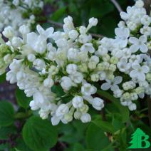 Сирень обыкновенная "Мадам Флорен Степман" (Syringa vulgaris Mme Florent Stepman)