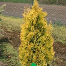 Туя западная "Янтарь" (Thuja occidentalis "Jantar")