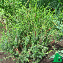 Туя западная "Олендорффи" (Thuja occidentalis Ohlendorffii)