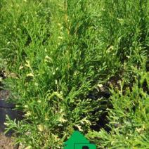Туя западная Смарагд Вариегата (Thuja occidentalis Smaragd Variegata)