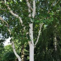 Береза полезная "Дооренбоз" (Betula utilis `Doorenbos)