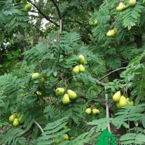 Рябина домашняя (Sorbus domestica)