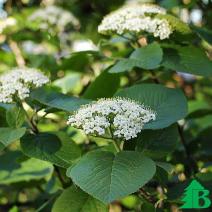 Калина гордовина (Viburnum lantana)