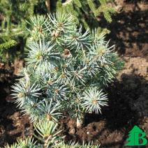 Ель колючая "Микей" (Picea pungens Mecky)