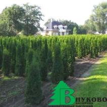 Туя западная "Пирамидалис Компакта" (Thuja Occidentalis Pyramidalis)