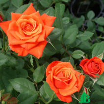 Роза "Миниатюр Оранж" (Rosa Miniature Orange)